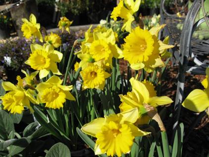 Daffodils