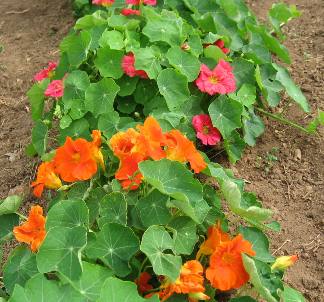 nasturtiums