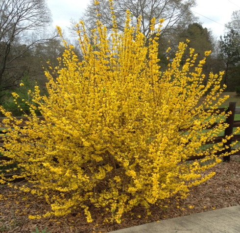 forsythia