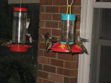 Hummingbirds