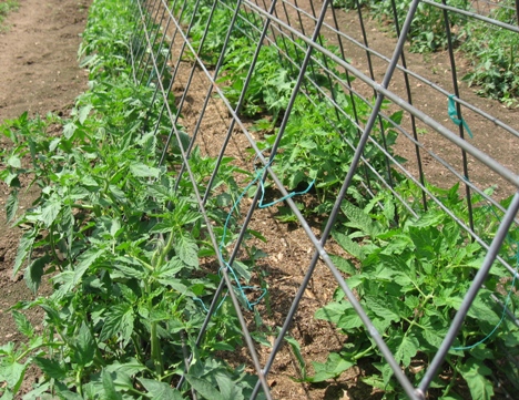 Tomatoes