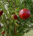 Pomegranate "Wonderful"